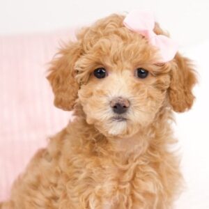 Maltipoo