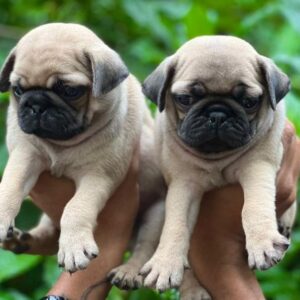 Pug Puppies